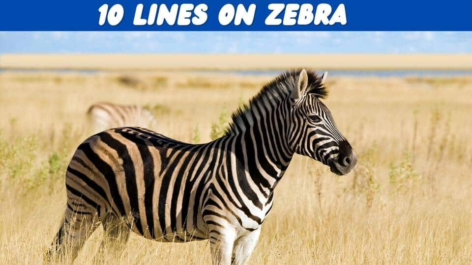 zebra essay for class 1