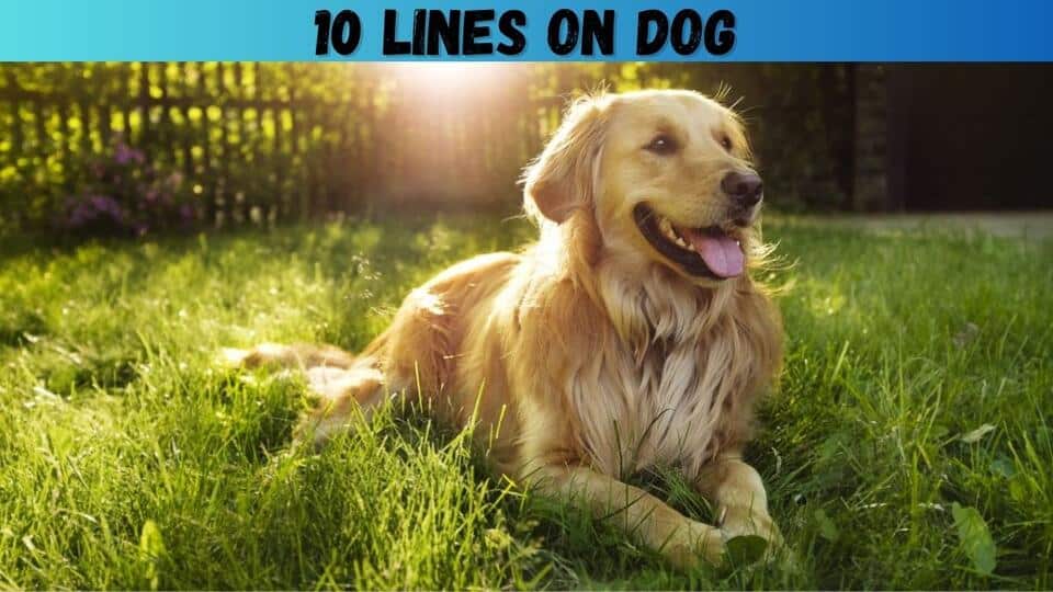dog essay in english 10 lines for class 1