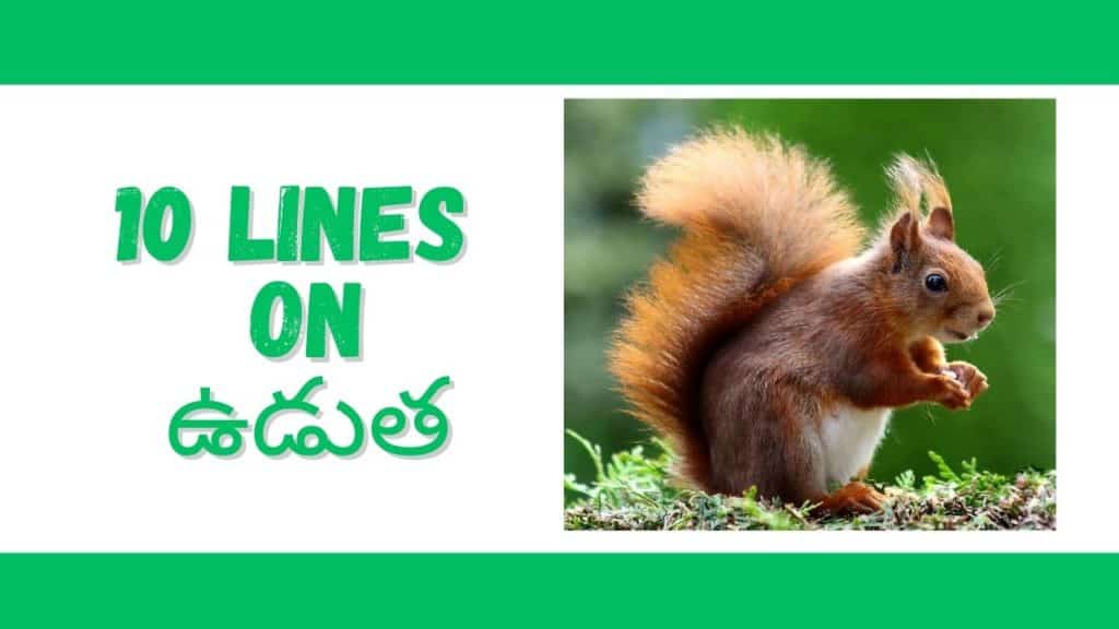 10-lines-on-squirrel-in-telugu-knowledgedo